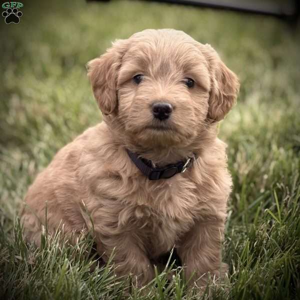 Ripley, Mini Goldendoodle Puppy